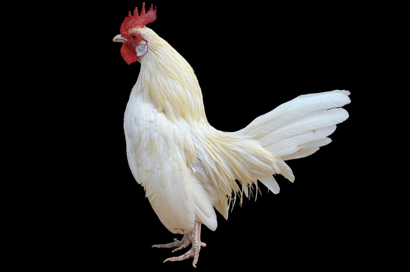 Phoenix Bird